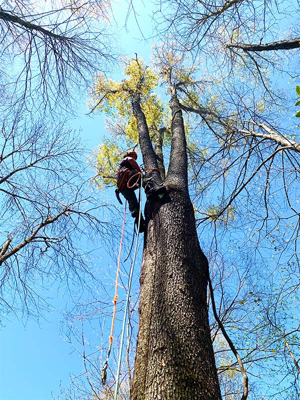 contractor-on-top-of-a-tree-doing-tree-maintenance-work-asheville-nc