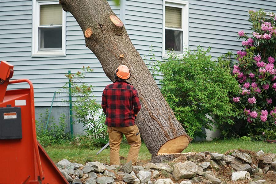 tree removal service arden nc
