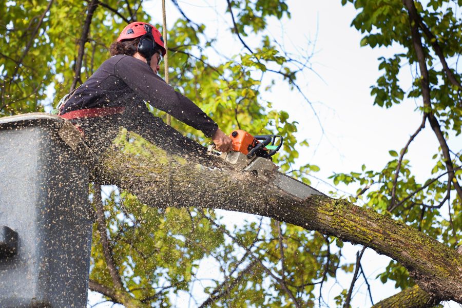 arborist cutting tree with chainsaw weaverville nc
